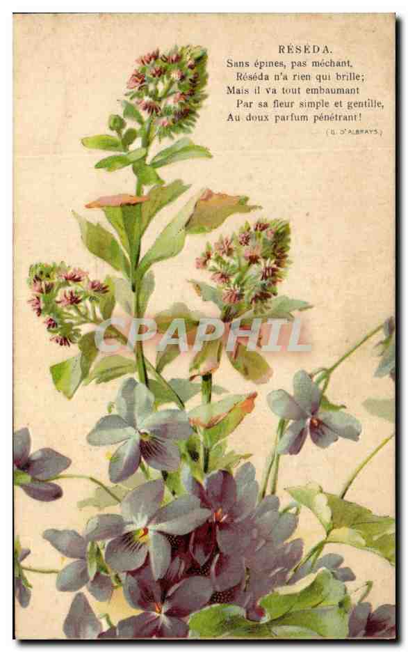 CPA Fantaisie Fleurs Reseda Sans epines pas mechant