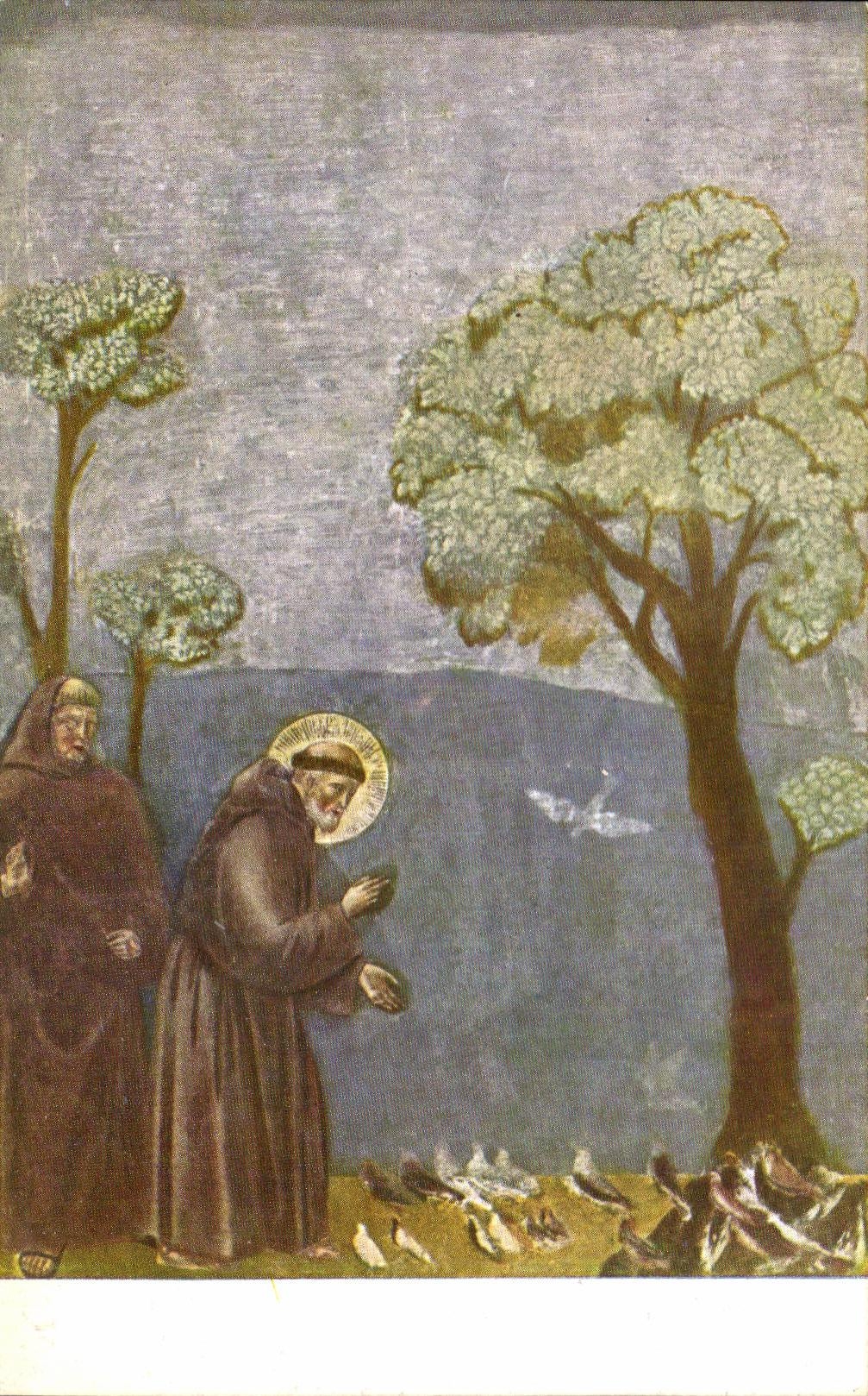CPA Assisi Francesco Predica Agli Uccelli Giotto