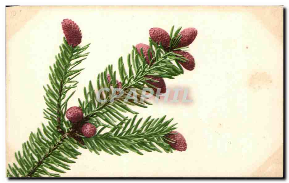 CPA Fantaisie Fleurs Pins