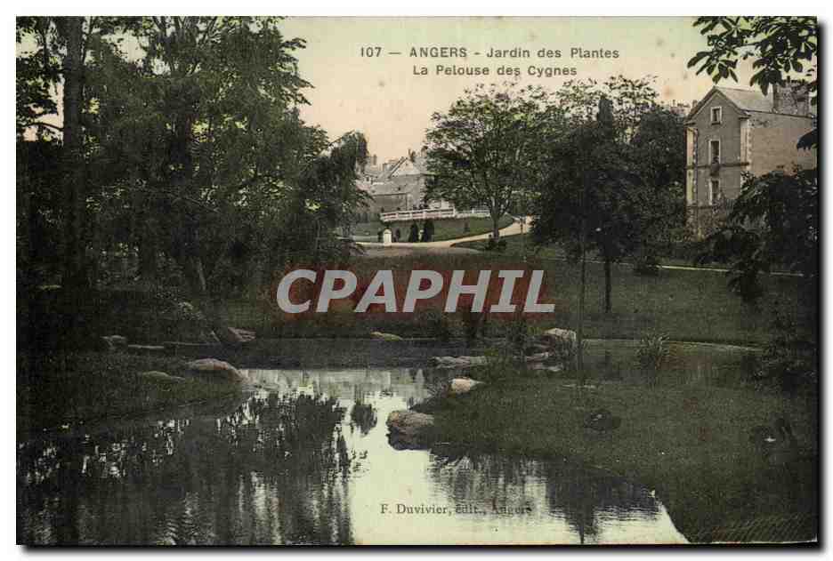 CPA Angers Jardin Des Plantes La Pelouse Des Cygnes