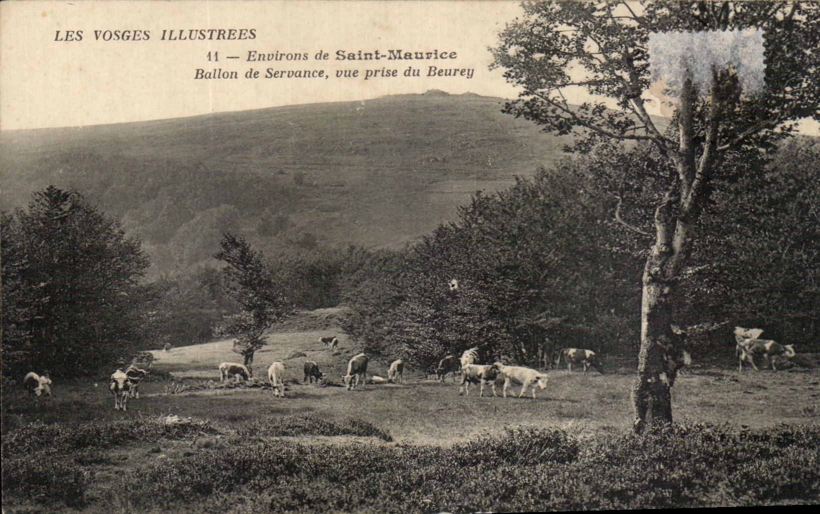 CPA Les Vosges Illustrees Environs de Saint Maurice ballon de Servance Vue Prise du Beurey Vaches 
