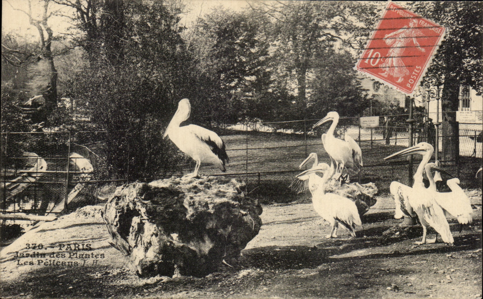 CPA Paris Jardin Des Plantes Les Pelicans oiseaux 