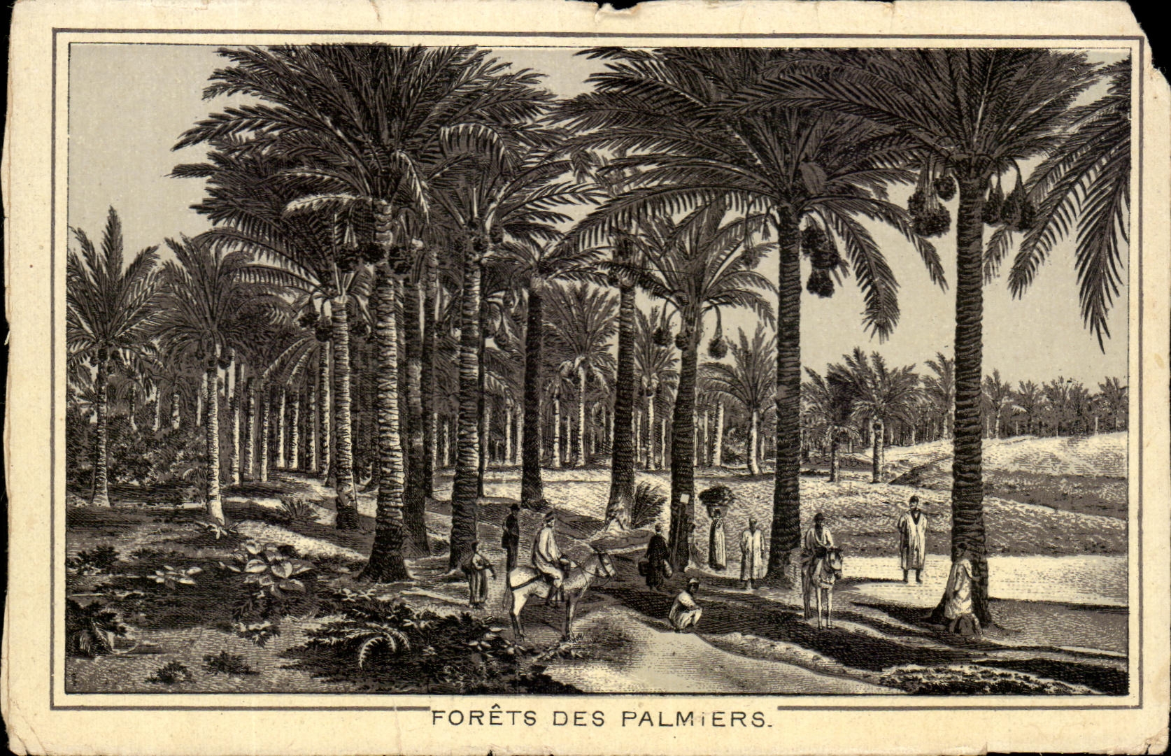 Palmendschungel — Ägypten — Verlag unbekannt, Seriennummer nicht sichtbar