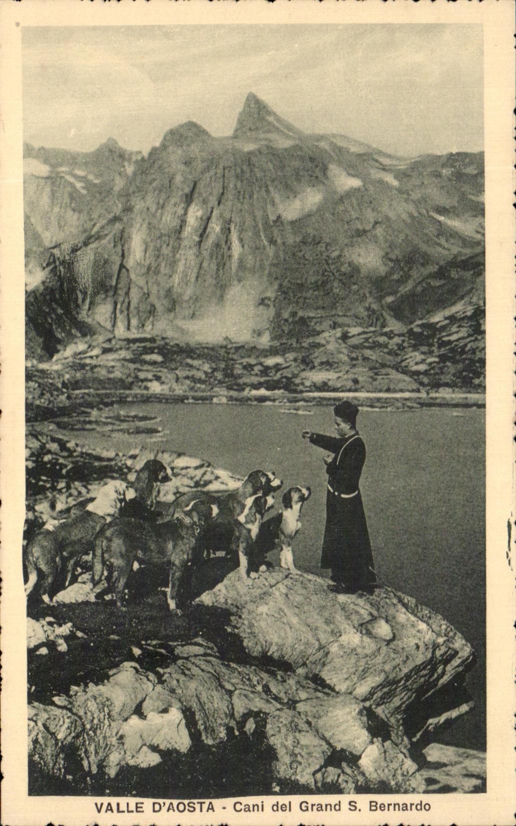 CPA Valle d'Aosta Cani Del Grand S Bernardo Chiens