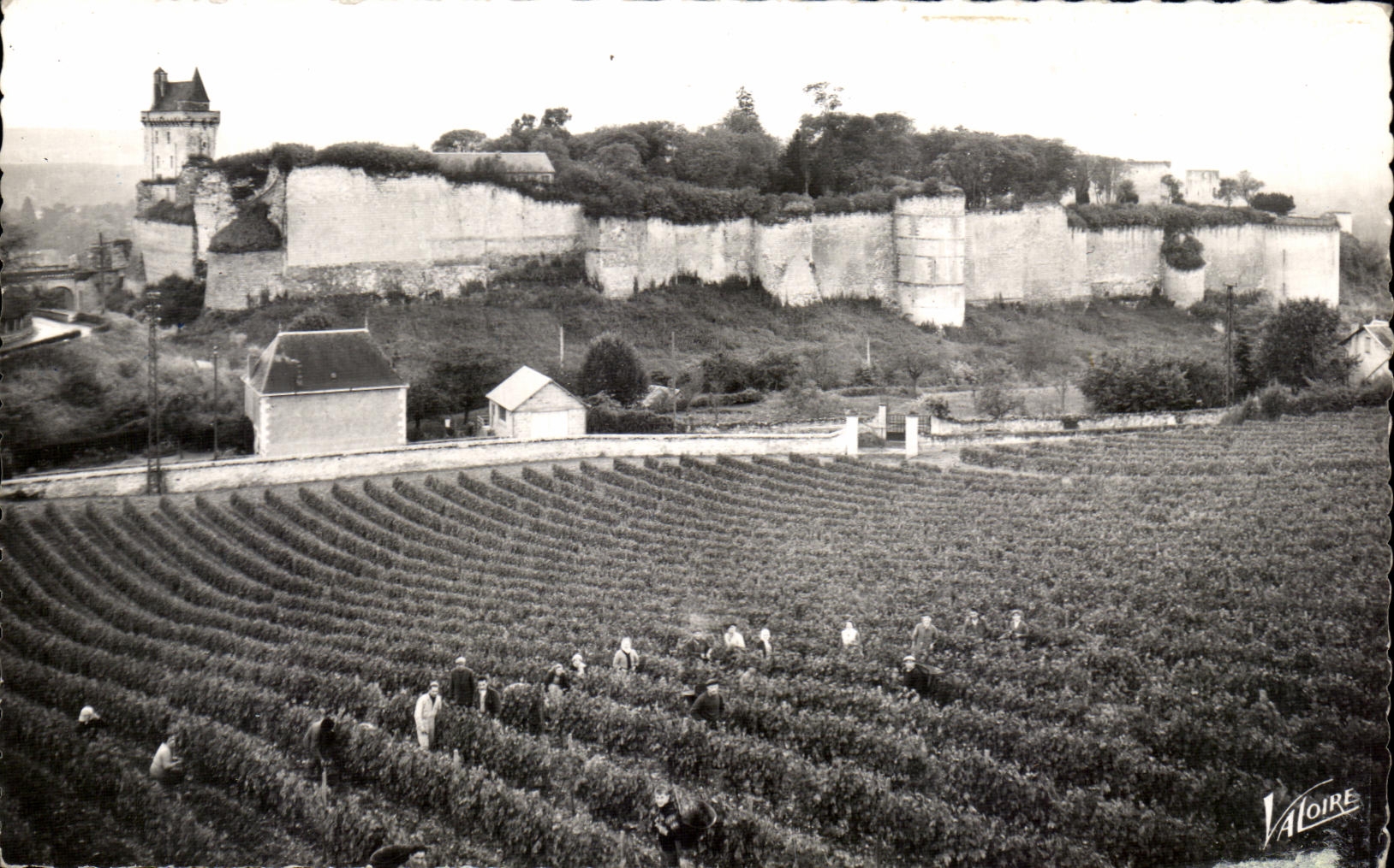 CPA Les merveilles Du Val De Loire Chinon Vendages au Clos de l'Echo