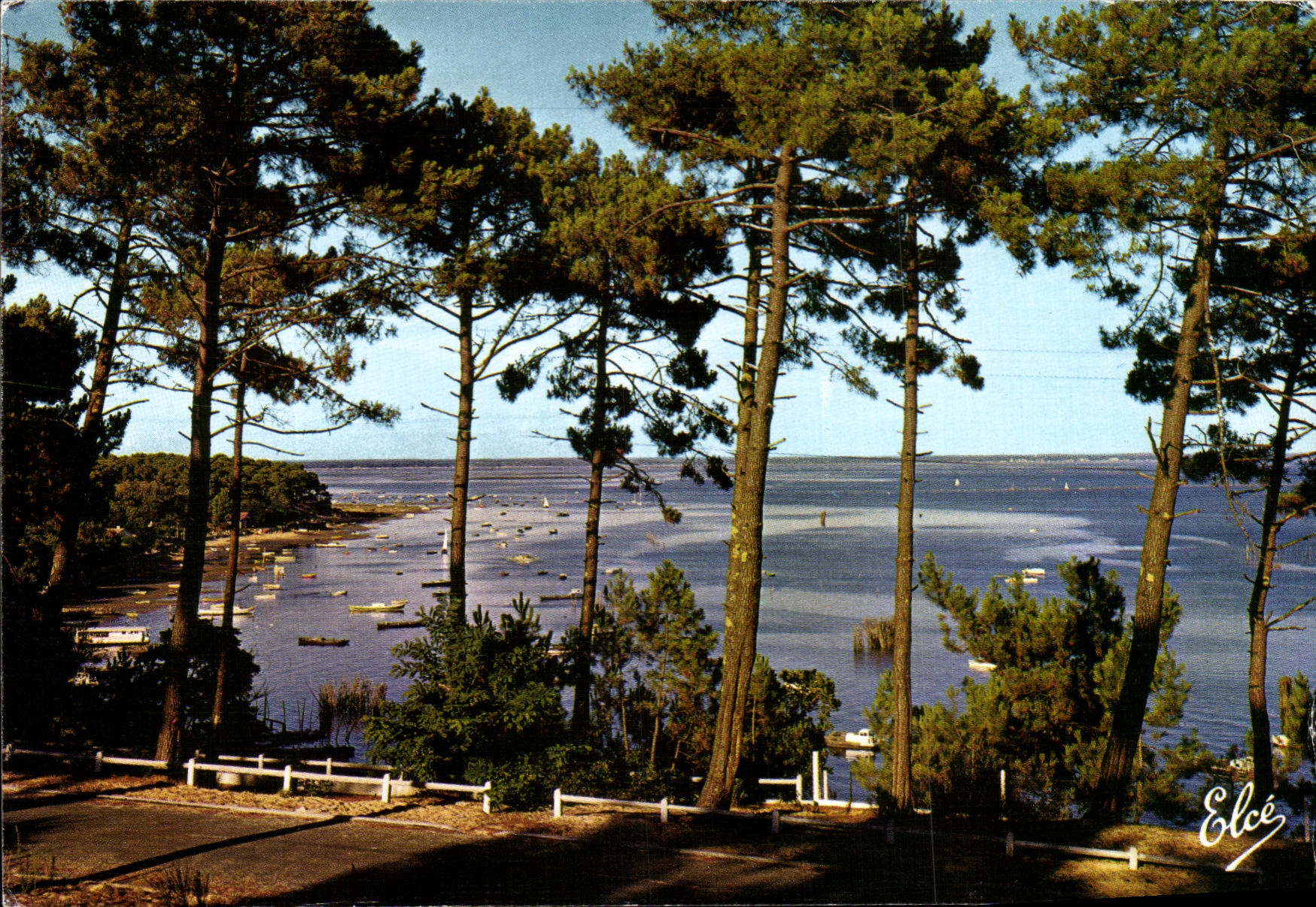 Bassin d'Arcachon — vu à travers les pins — Elcé