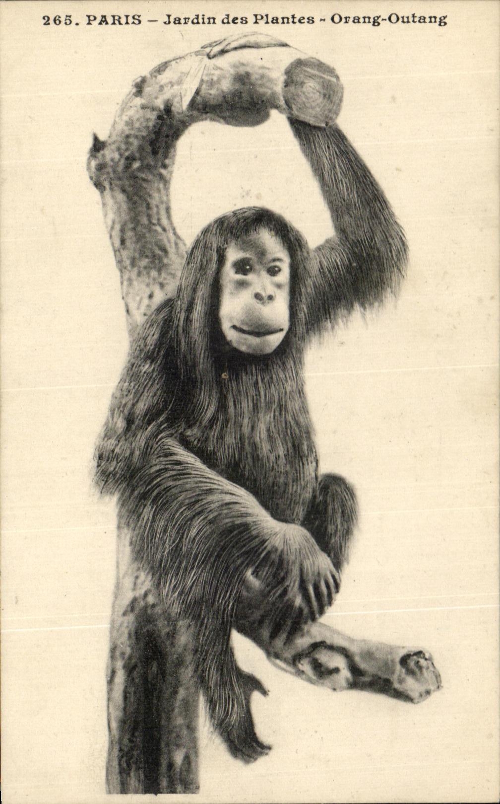CPA Paris Jardin Des Plantes Orang Outang