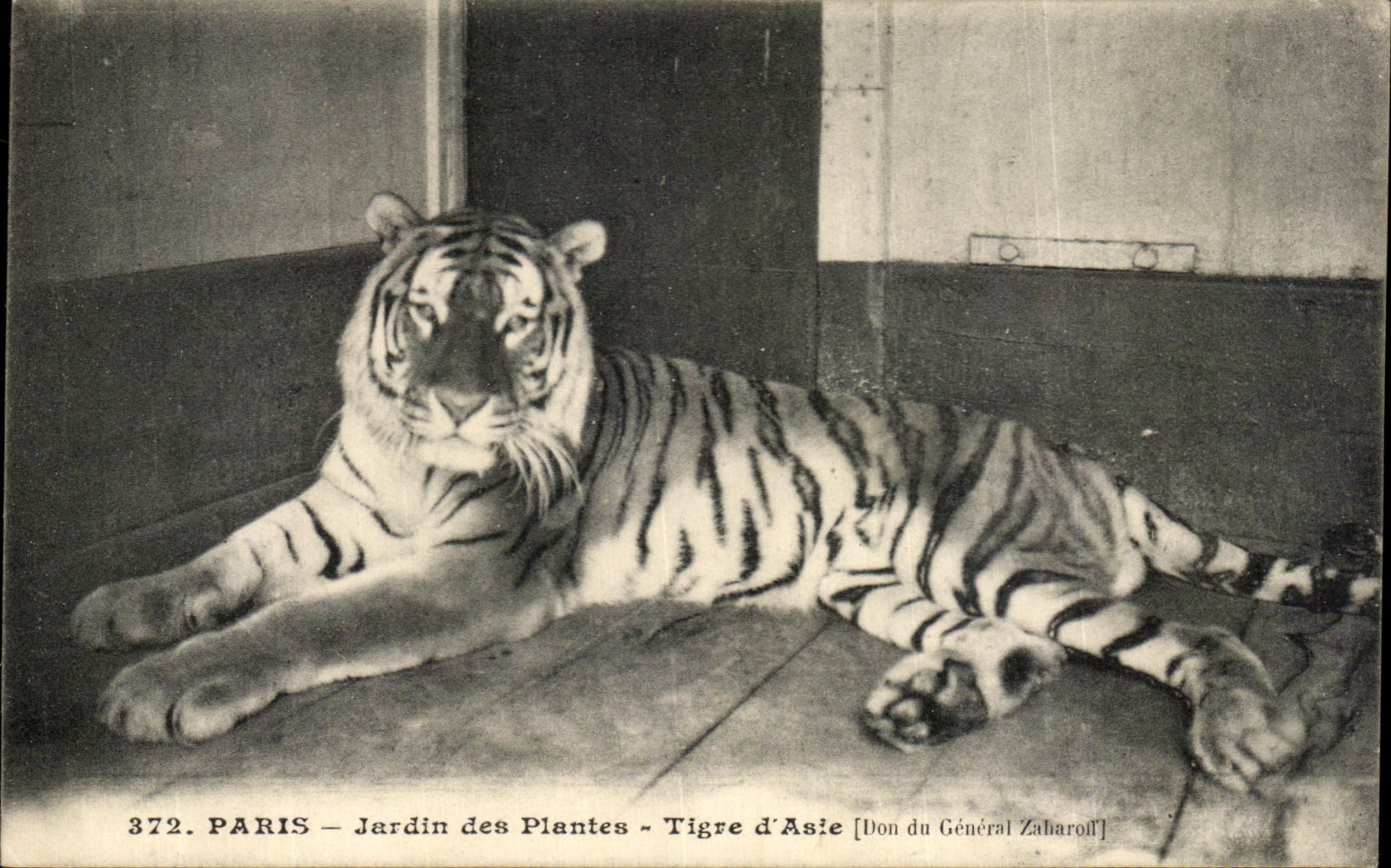 CPA Paris Jardin Des Plantes Tigre D'Asie Don du general Zabaroll