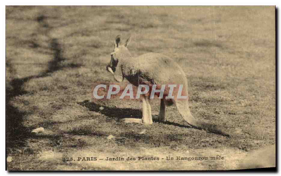 CPA Paris Jardin Des Plantes Un Kangourou Male Zoo