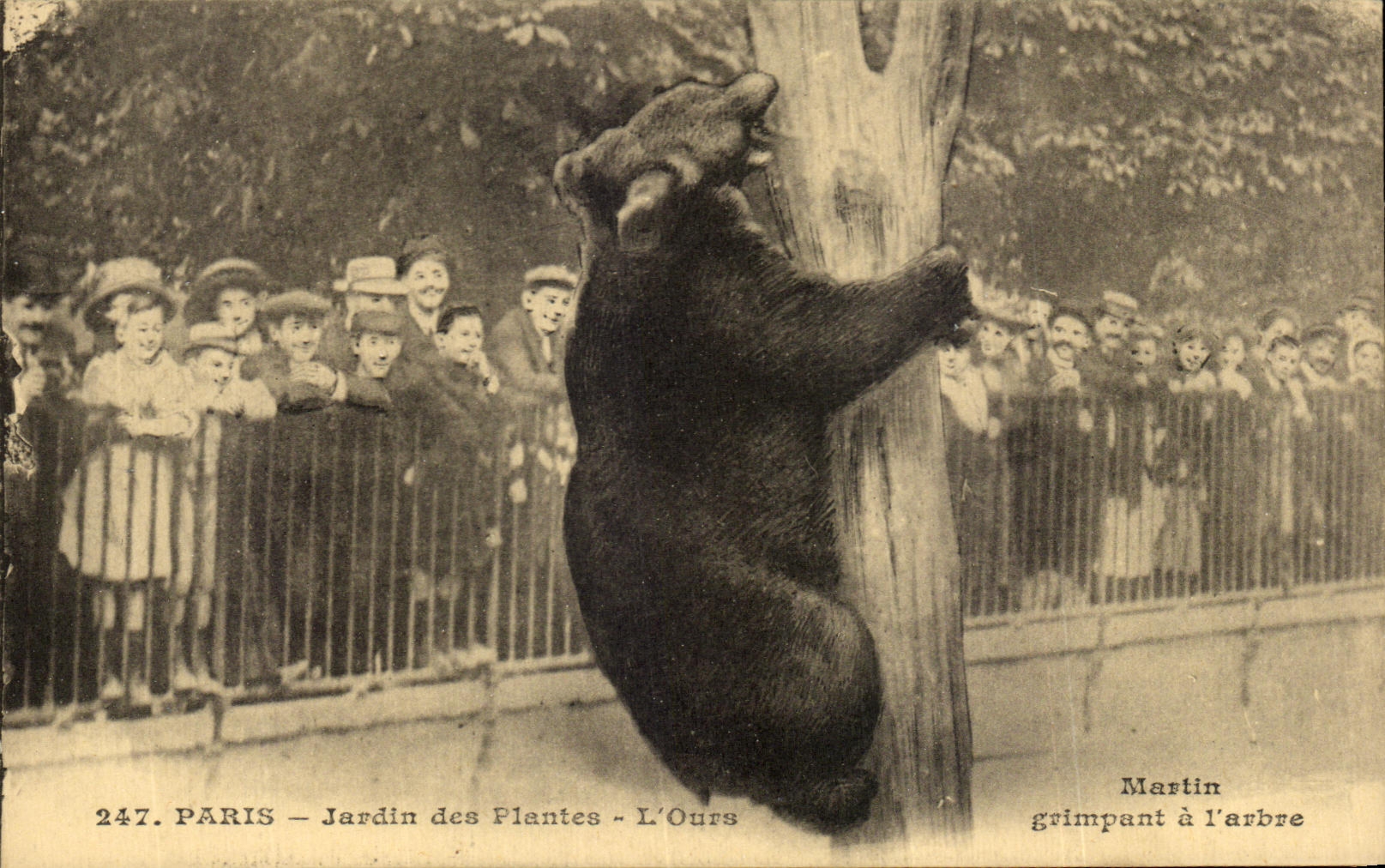 CPA Paris Jardin Des Plantes L'Ours Enfants Zoo