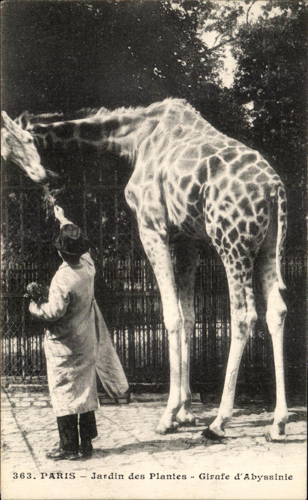 CPA Paris Jardin Des Plantes Girafe d'abyssinie Zoo
