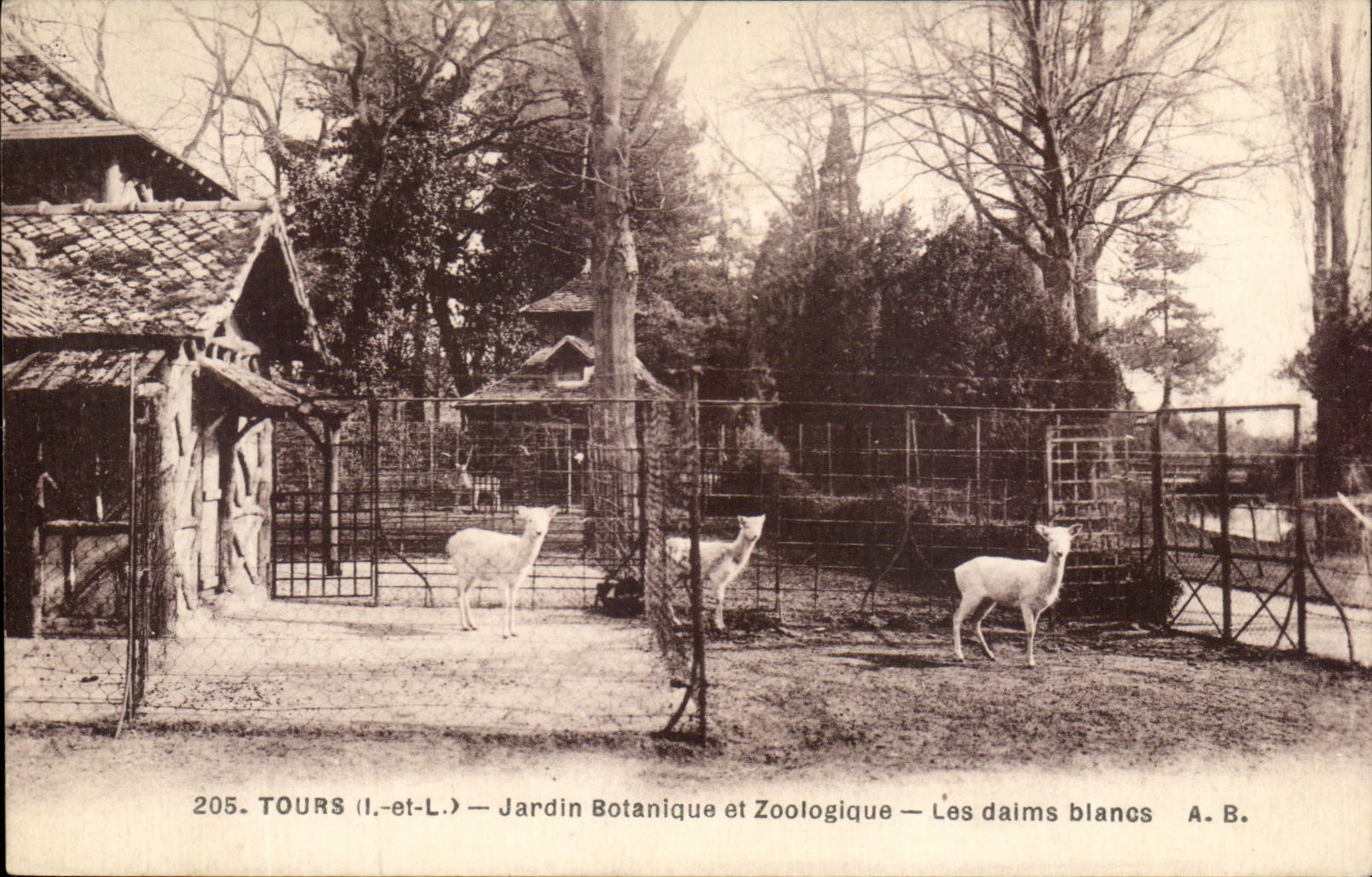 CPA Tours Jardin Botanique et Zoologique Les Daims blancs Zoo