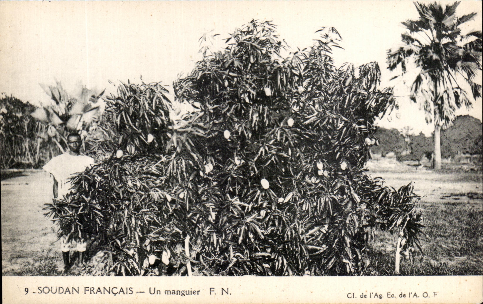 CPA Soudan Francais Un manguier 