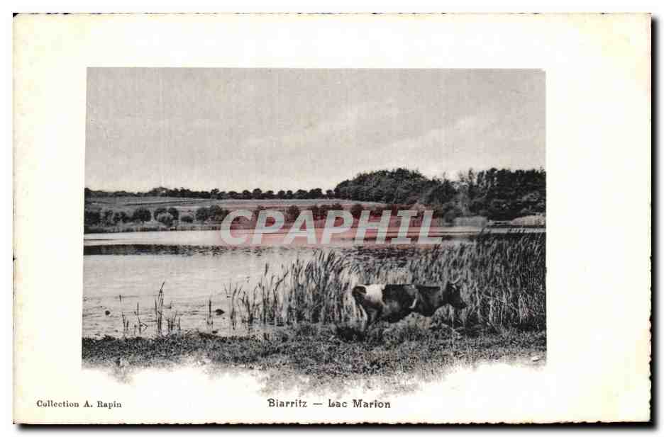 CPA Biarritz Lac Marion Vache