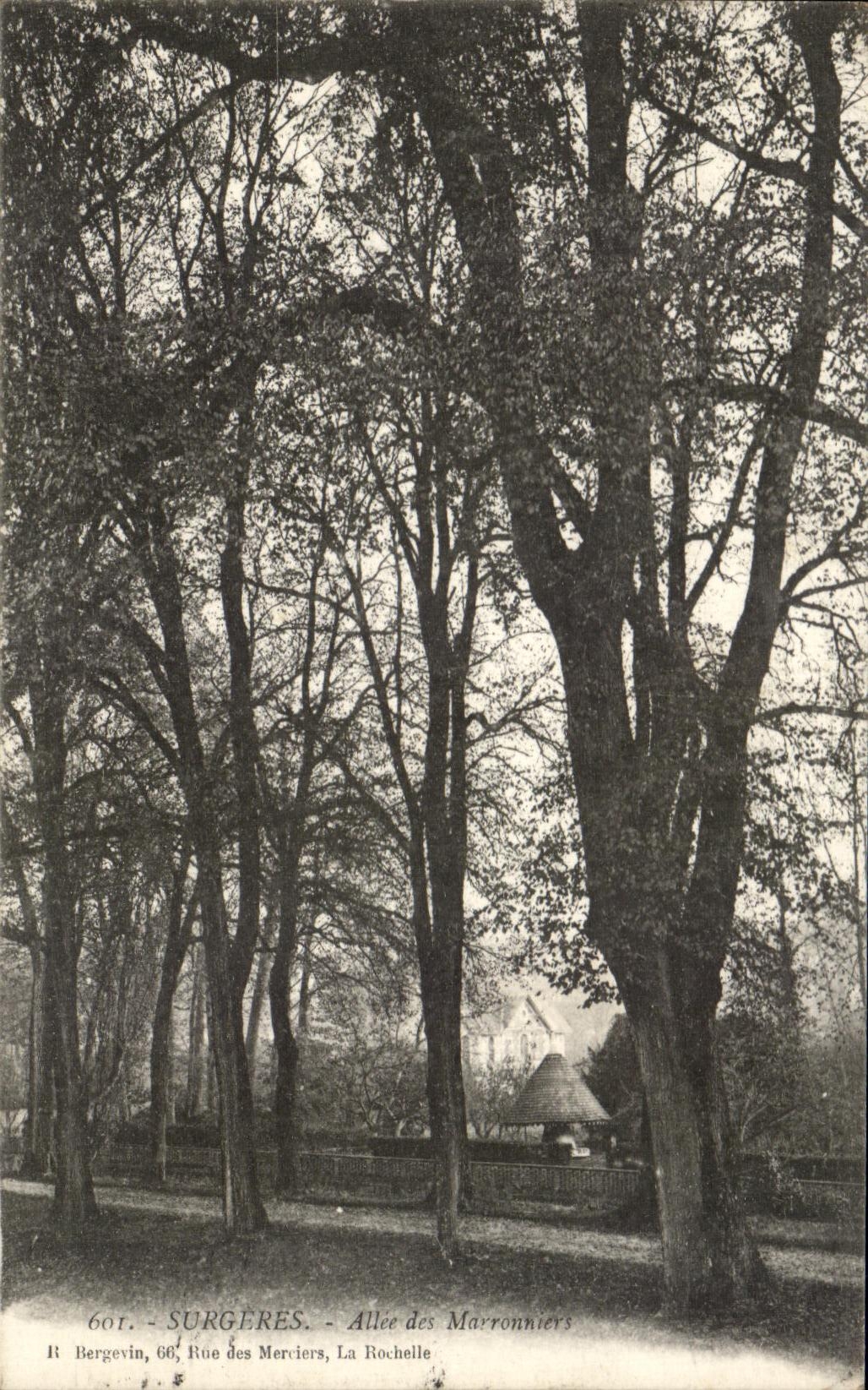 CPA Surgeres Allee des Marronniers