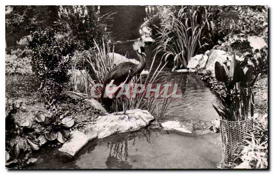 CPA Vichy Un Coin du Parc des Cygnes