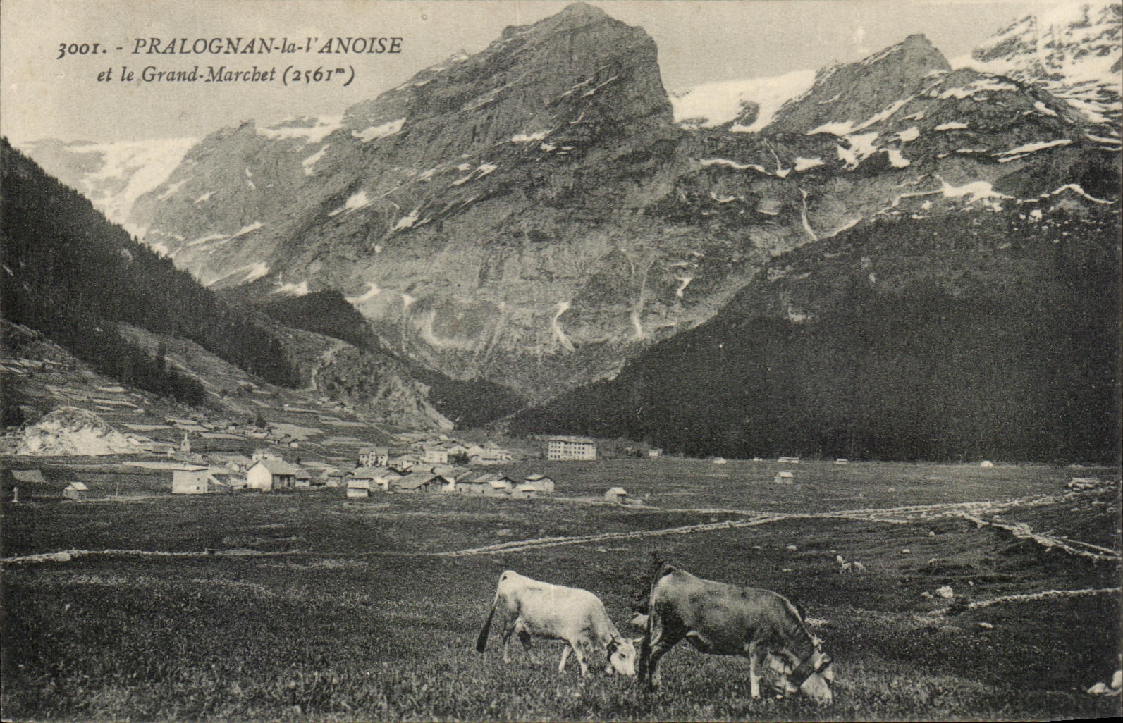 CPA Pralognan la Vanoise et le Grand Marchet Vaches