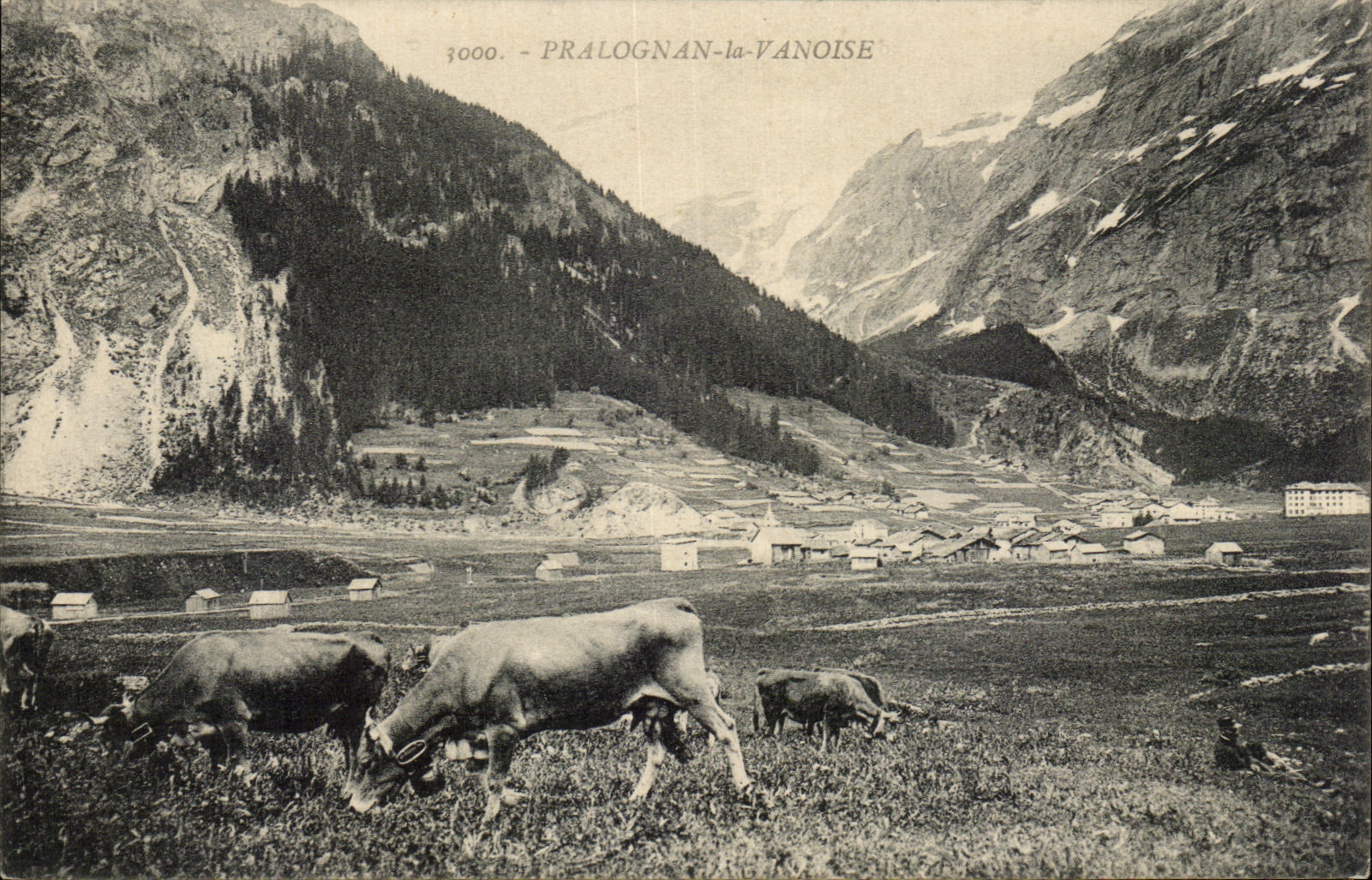 CPA Pralognan La Vanoise Vaches