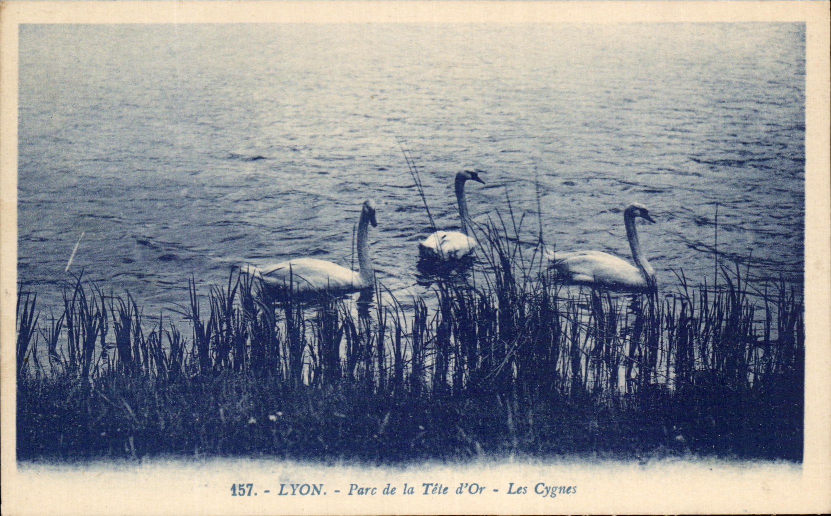CPA Lyon Parc de la Tete d'Or Les Cygnes 