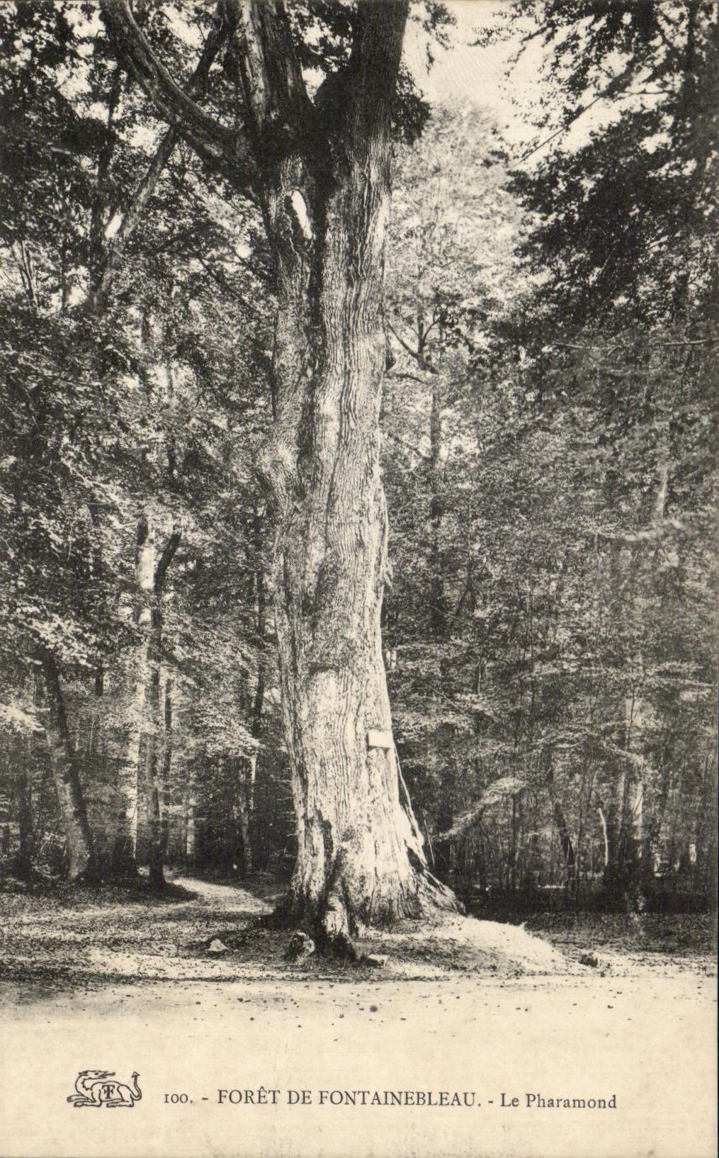 CPA Foret De Fontainebleau Le Pharamond