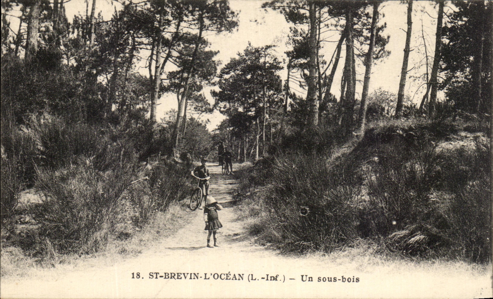 CPA St Brevin L'Ocean Un sous bois