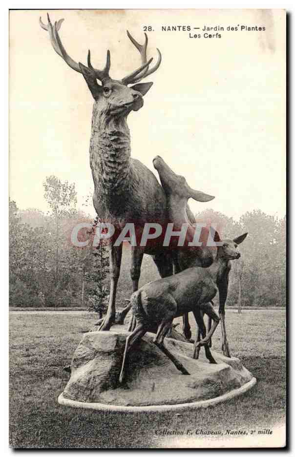 CPA Nantes Jardin des Plantes Les Cerfs