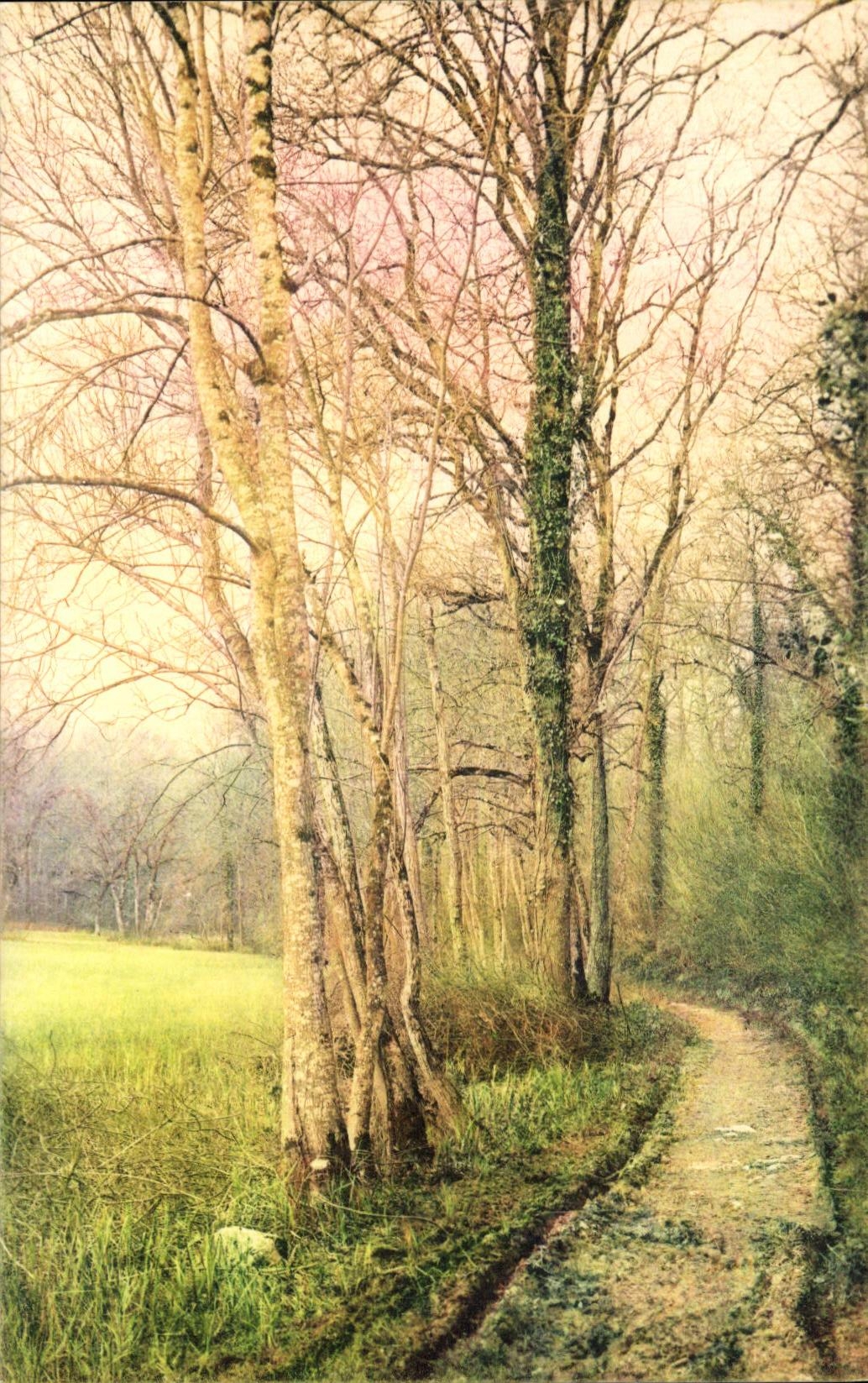CPA Serie Sentier sous Bois