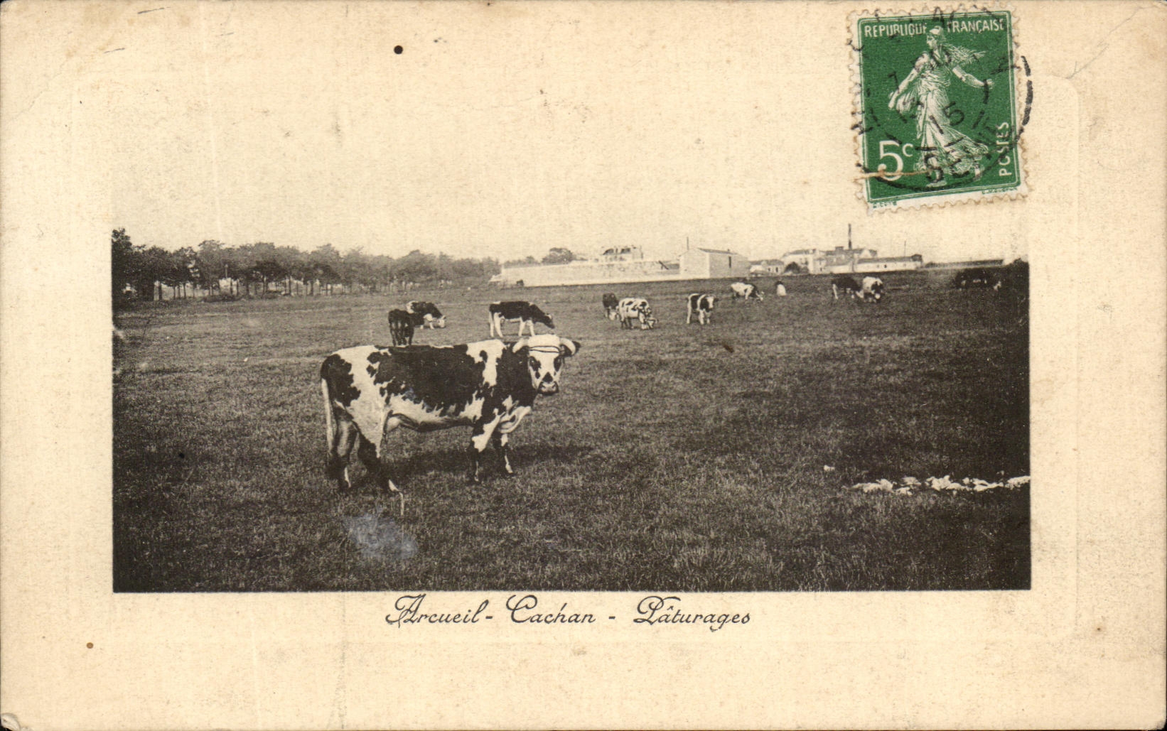 CPA Arcueil Cachan Paturages Vaches