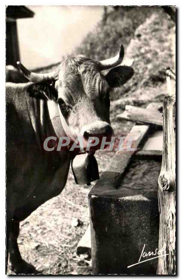 CPSM Les Animaux de la Montagne Au bachal Vache
