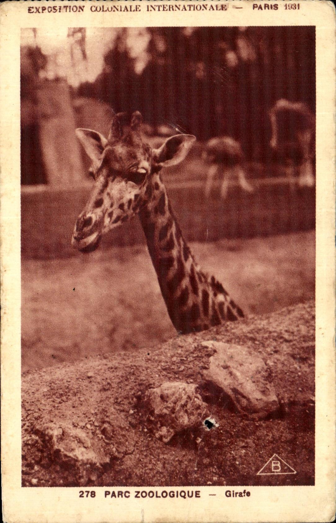 CPA Paris Parc Zoologique Girafe Exposition internationale Paris 1937