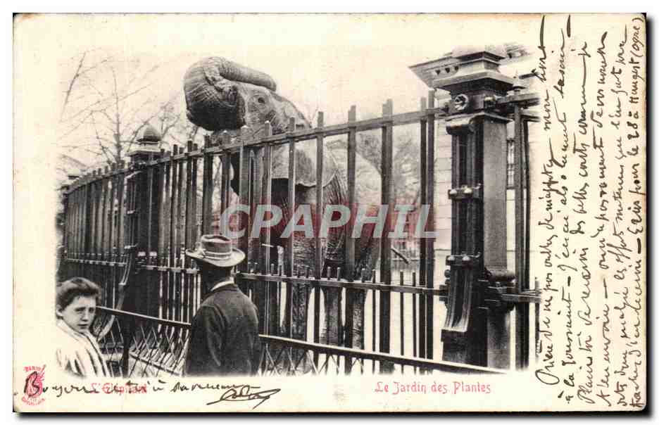 CPA Paris Le Jardin des Plantes Elephant