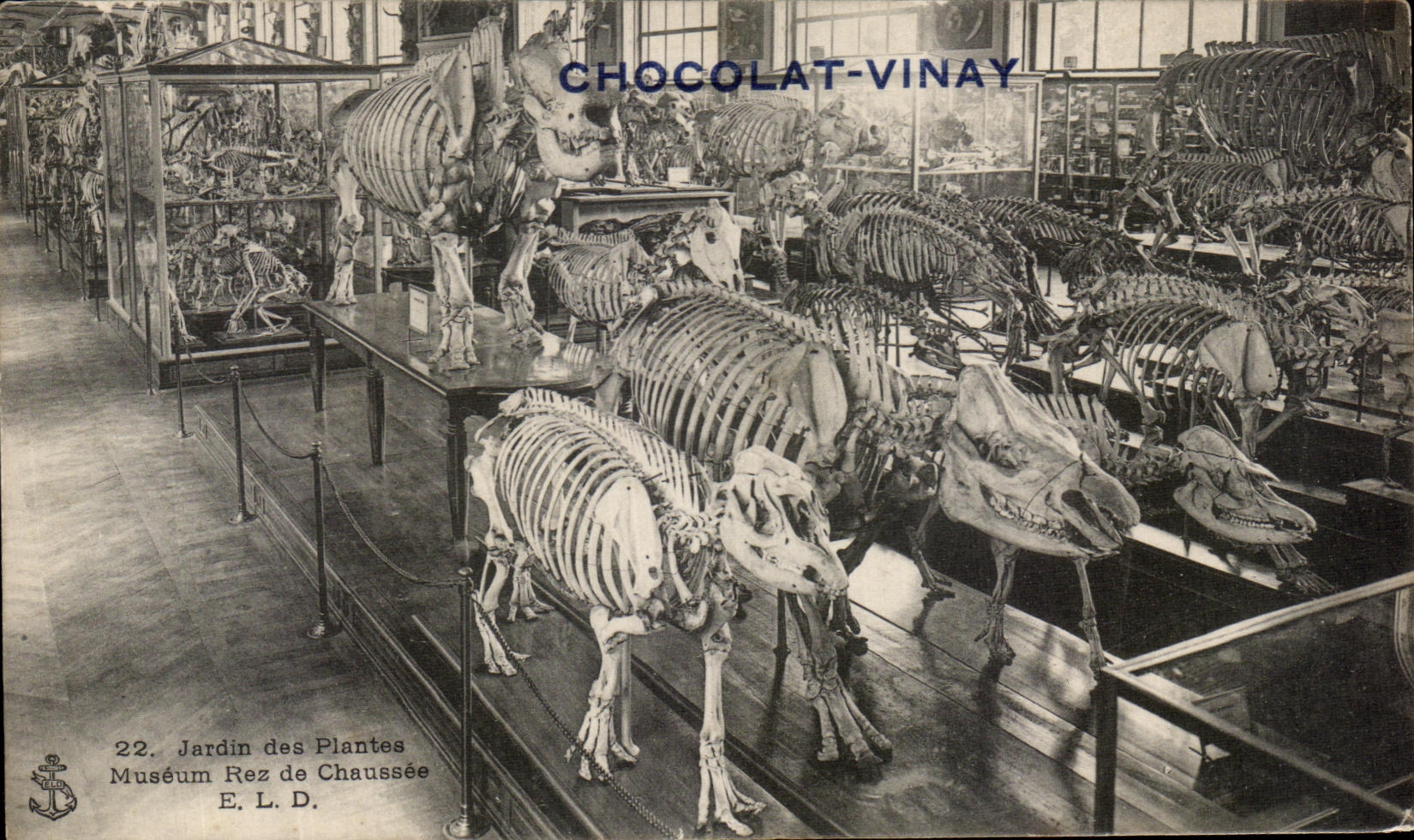 CPA Paris Jardin de Plantes Museum Rez de Chaussee Dinosaure Chocolat Vinay 