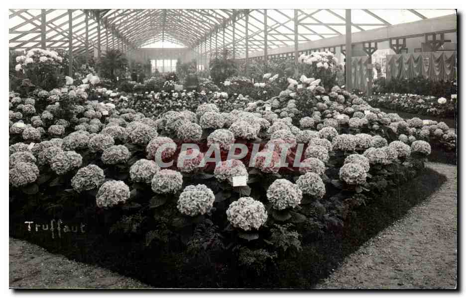 CPA Truffaut Fleurs 