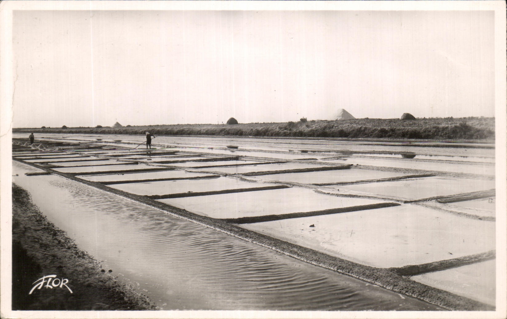 CPA Ile De Re Les Marais Salants