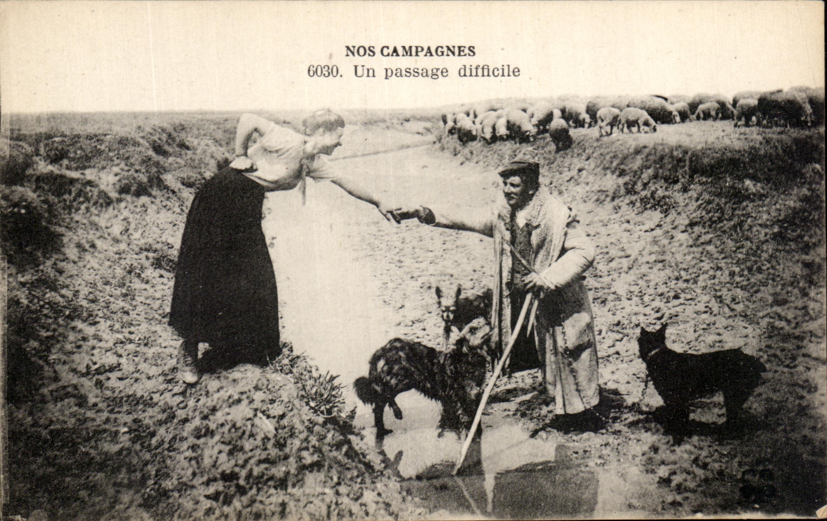 CPA Nos Campagnes Un Passage Difficile Berger Chiens Moutons