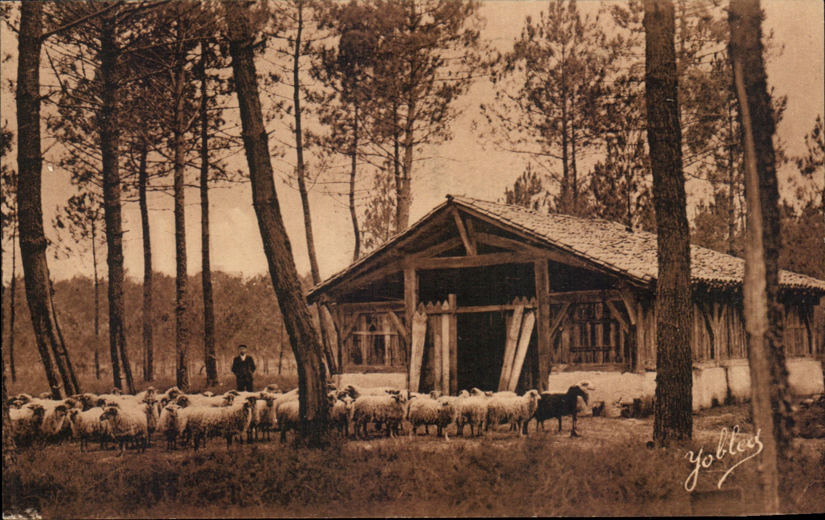 Bergerie dans les Landes de Gascogne — Yobles — n°25