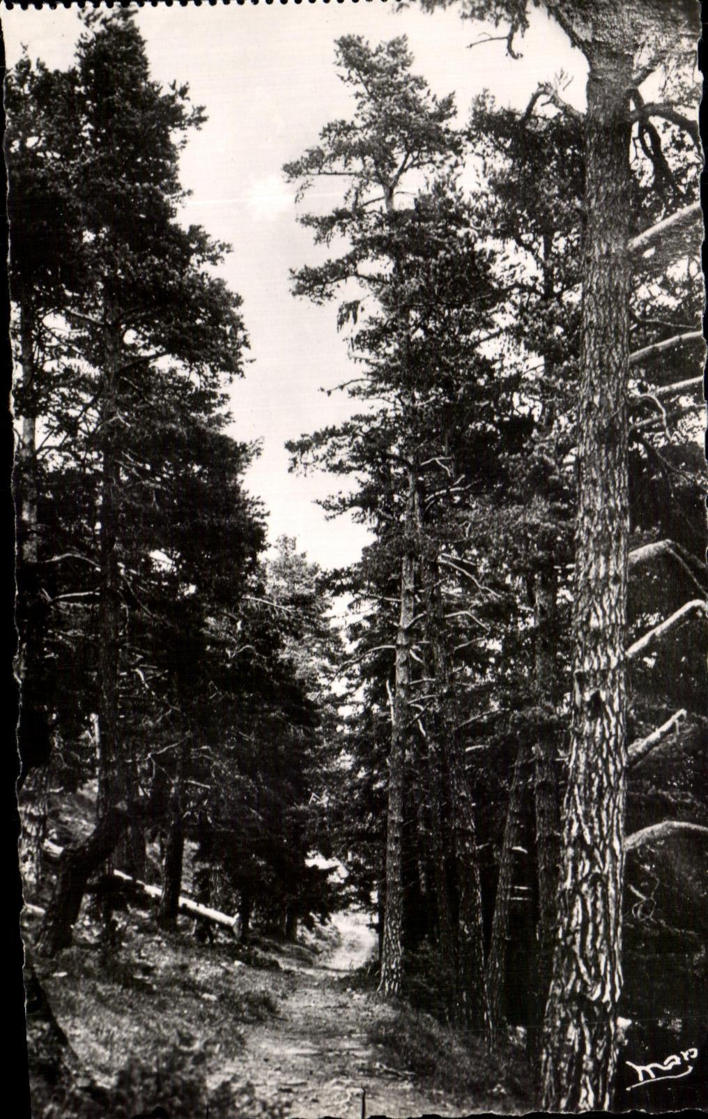 CPA Foret De Turini