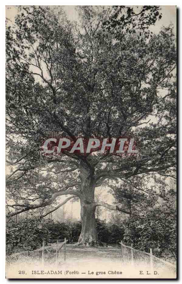 CPA Isle Adam Le Gros Chene Arbre