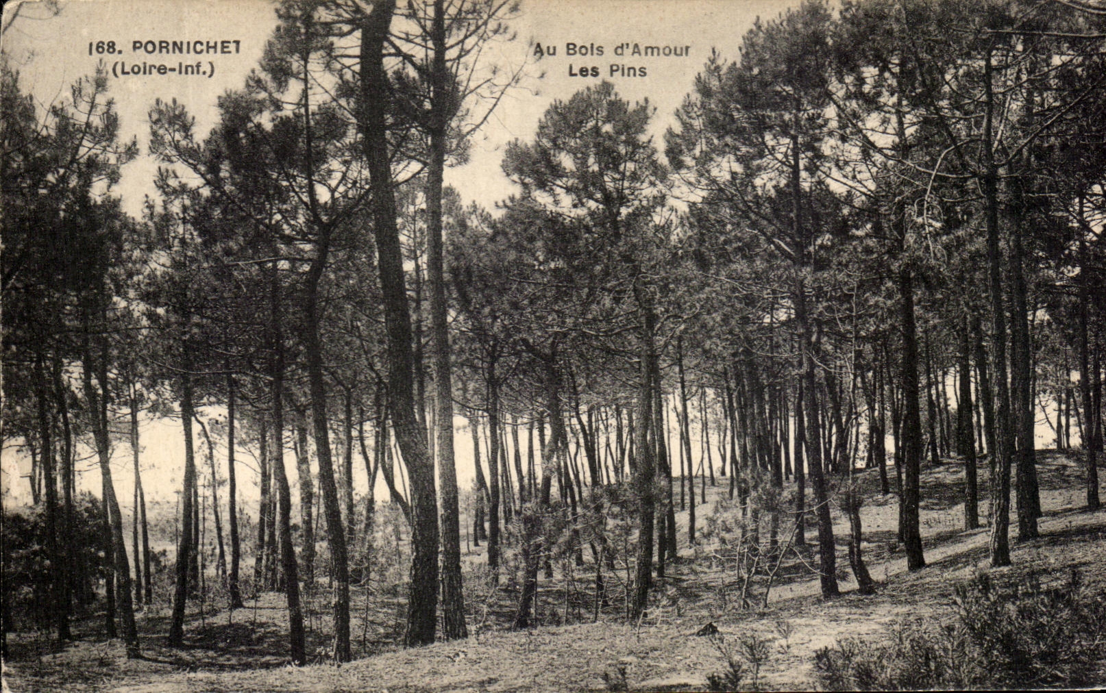 CPA Pornichet Au Bois d Amour Les pins 