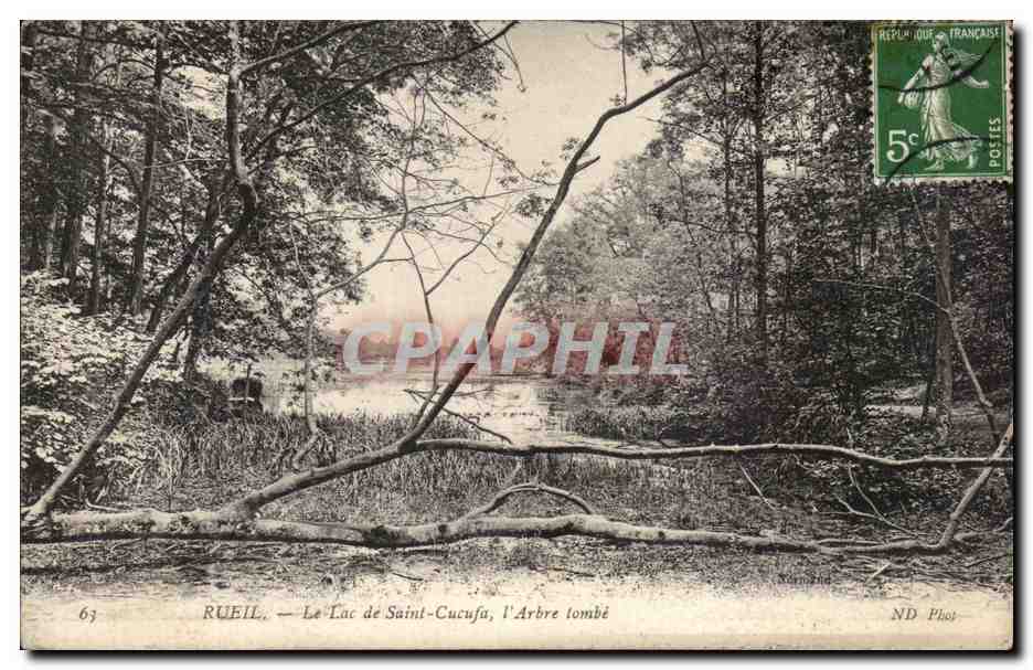 CPA Rueil Le Lac de Sainte Cucufa L Arbre tombe