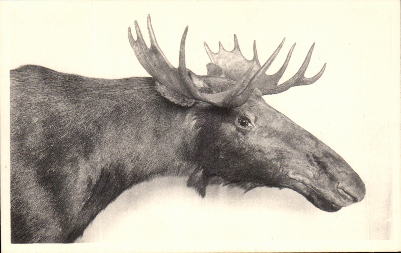 CPA Bruxelles Musee Royal d histoire naturelle Galeries nationales 