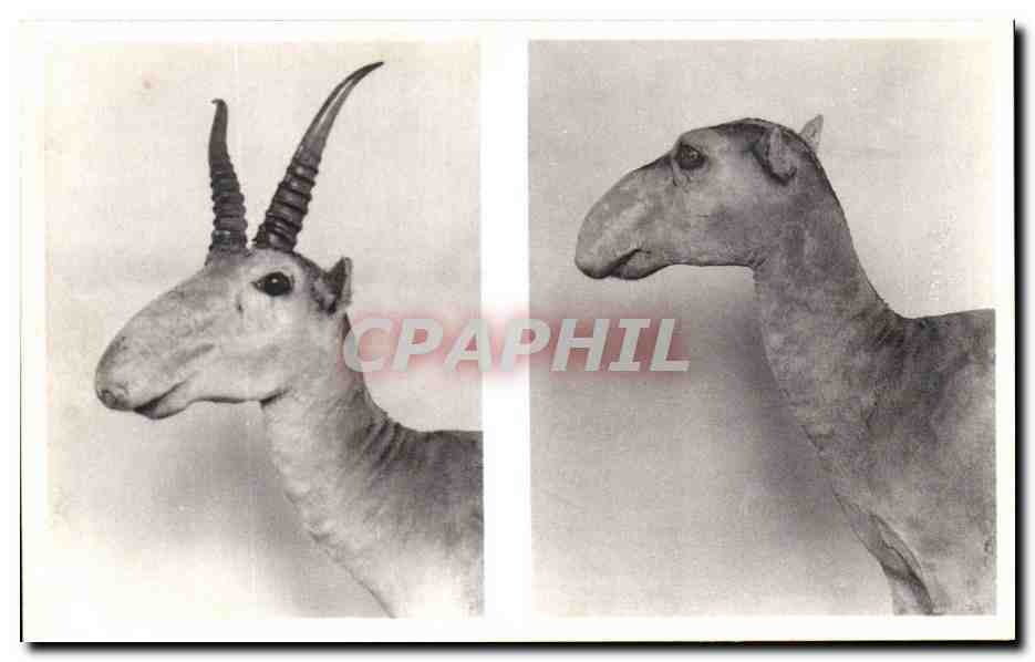CPA Bruxelles Musee Royal d histoire naturelle Galeries nationales antilope