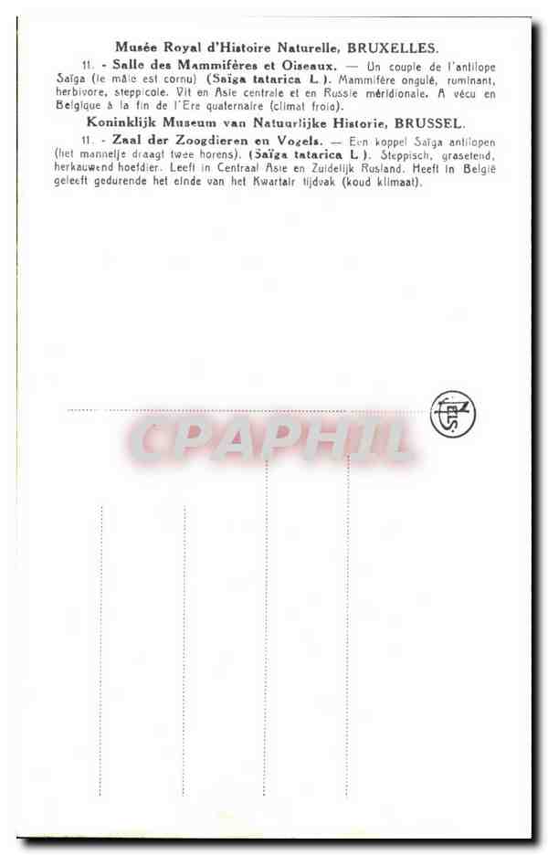 CPA Bruxelles Musee Royal d histoire naturelle Galeries nationales antilope — Verso
