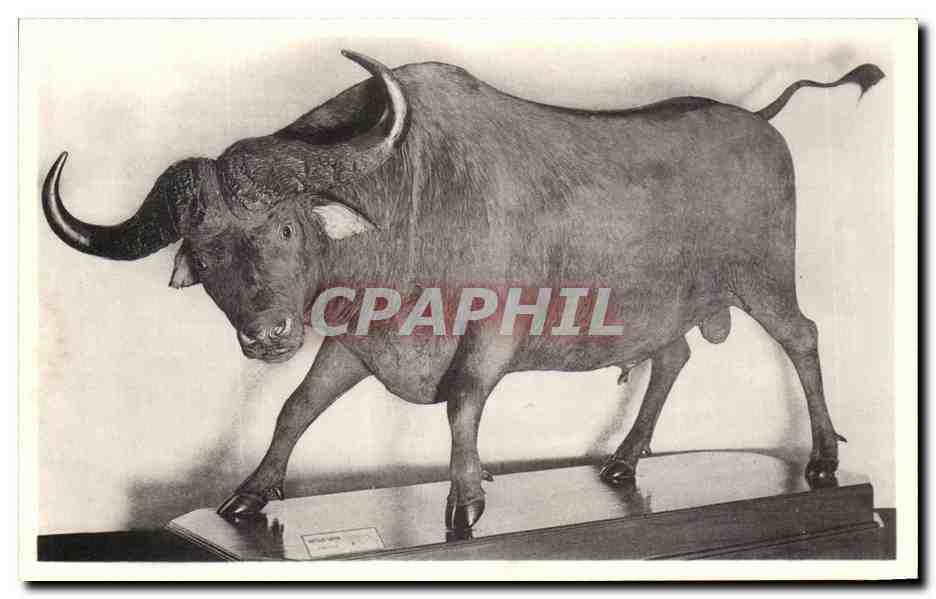 CPA Bruxelles Musee Royal d histoire naturelle Galeries nationales Buffle du Cap