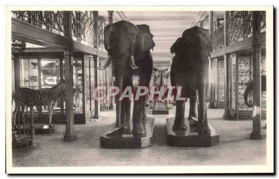 CPA Bruxelles Musee Royal d histoire naturelle Galeries nationales Elephants Zebres Rhinoceros