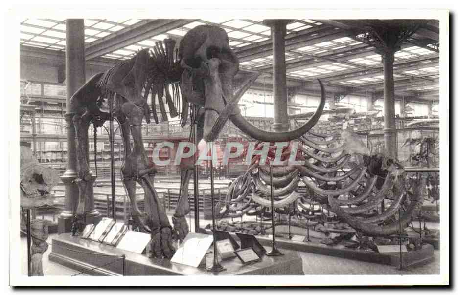 CPA Bruxelles Musee Royal d histoire naturelle Galeries nationales Mammouth