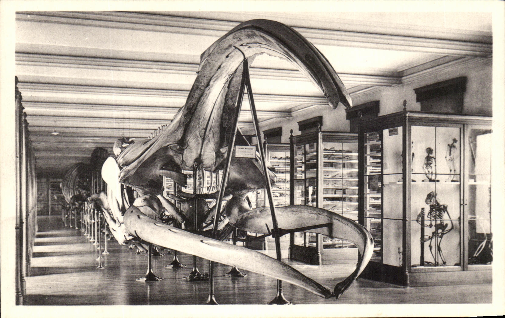 CPA Bruxelles Musee Royal d histoire naturelle Galeries nationales Baleine 