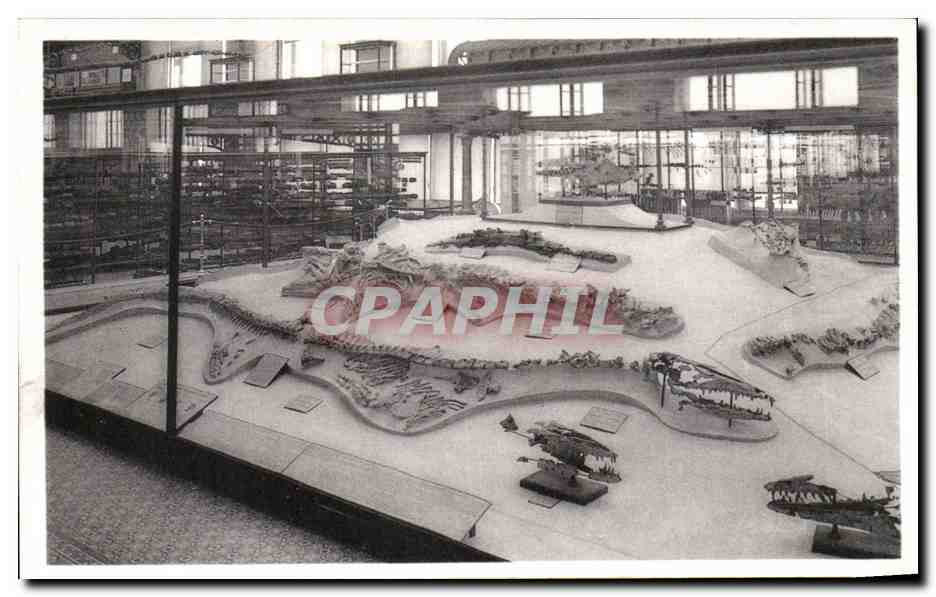 CPA Bruxelles Musee Royal d histoire naturelle Galeries nationales Mosasaures Reptiles marins 