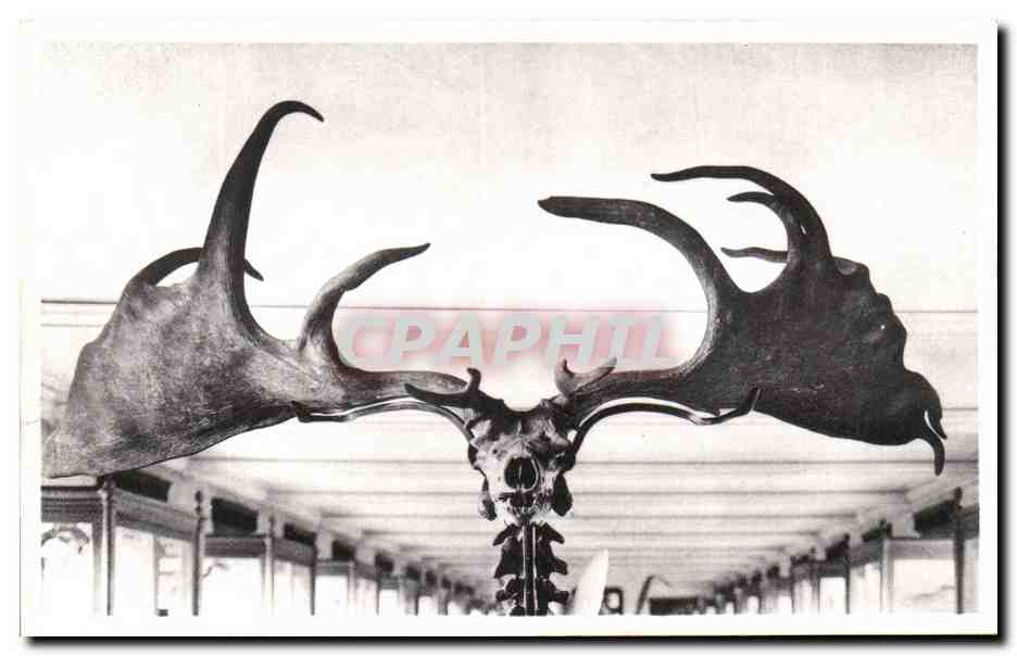 CPA Bruxelles Musee Royal d histoire naturelle Galeries nationales Grand cerf d Irlande 