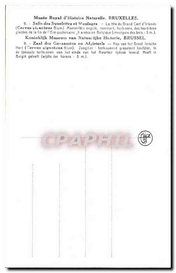 CPA Bruxelles Musee Royal d histoire naturelle Galeries nationales Grand cerf d Irlande  — Verso